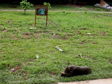 Bearded Pig