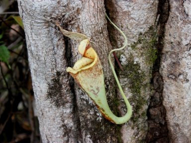 Pitcher plant