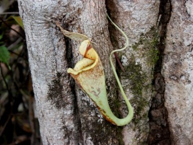 Pitcher plant