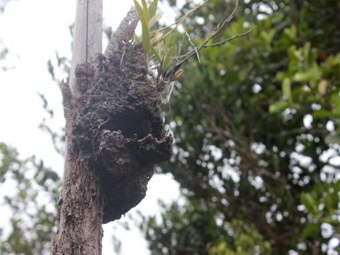 Bee Hive