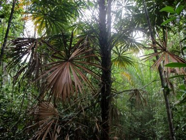 Bako National Park