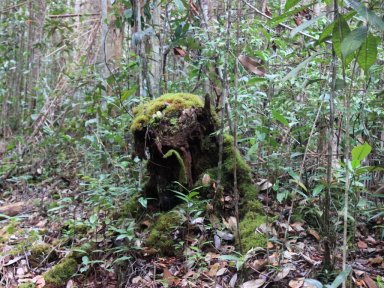 Unique Tree Trunk