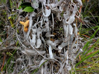 Pitcher plants