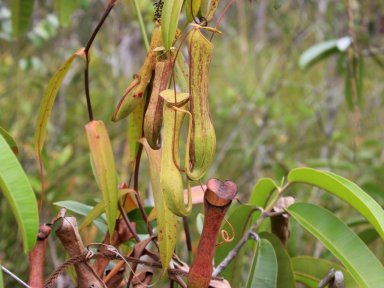 Pitcher plants