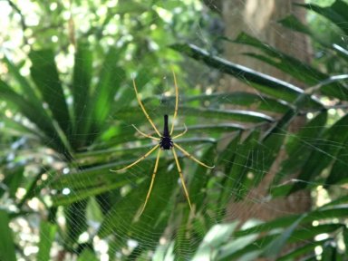 Spider #1