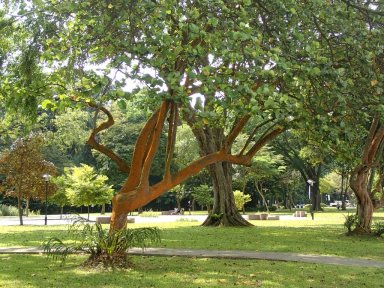 Reddish tree