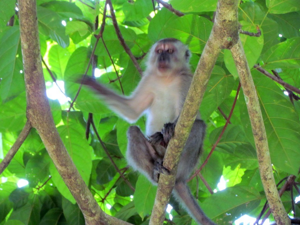 Monkey shaman