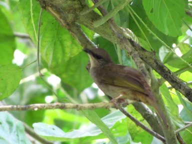 Brown bird