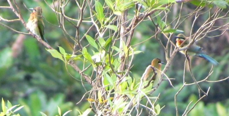 MacRitchie birdwatching