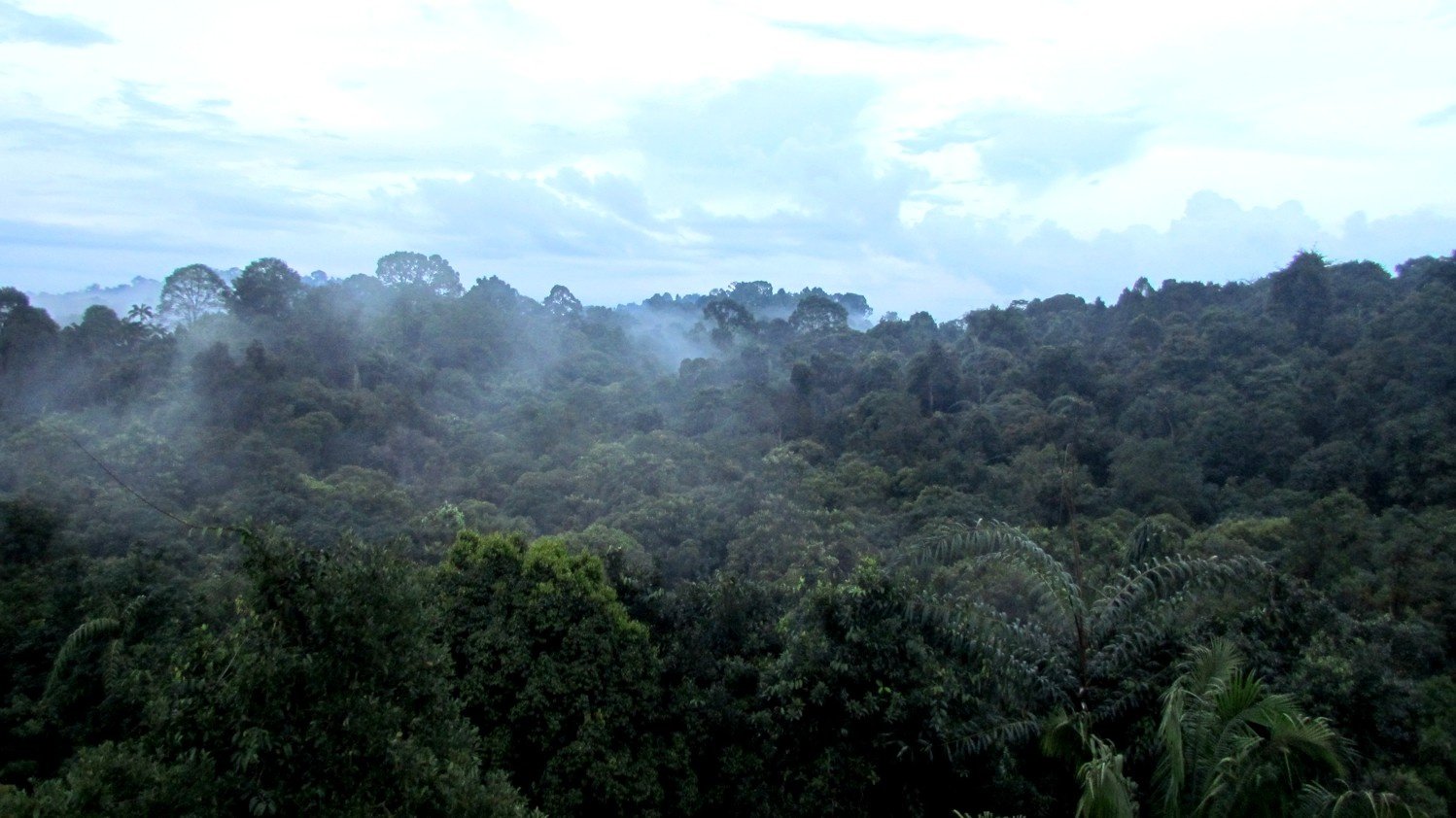 View from a lookout tower.