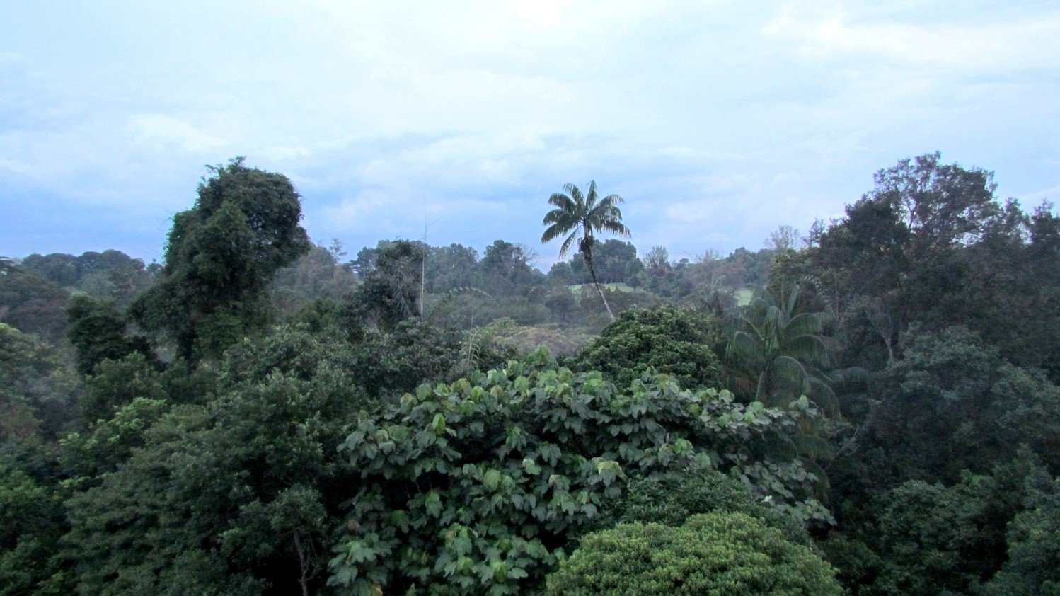 View from a lookout tower.