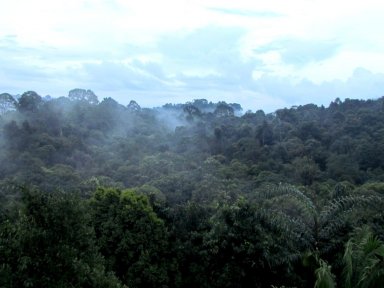 View from a lookout tower.