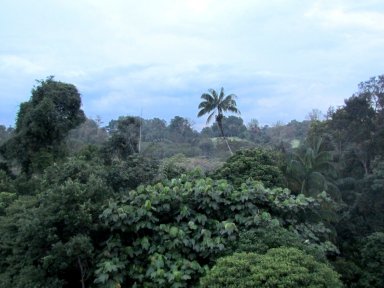 View from a lookout tower.