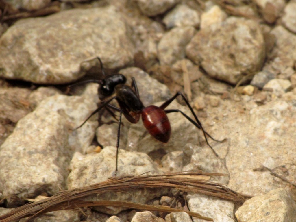 BIG ant #2