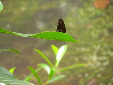 Black butterfly