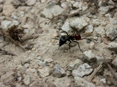 BIG ant