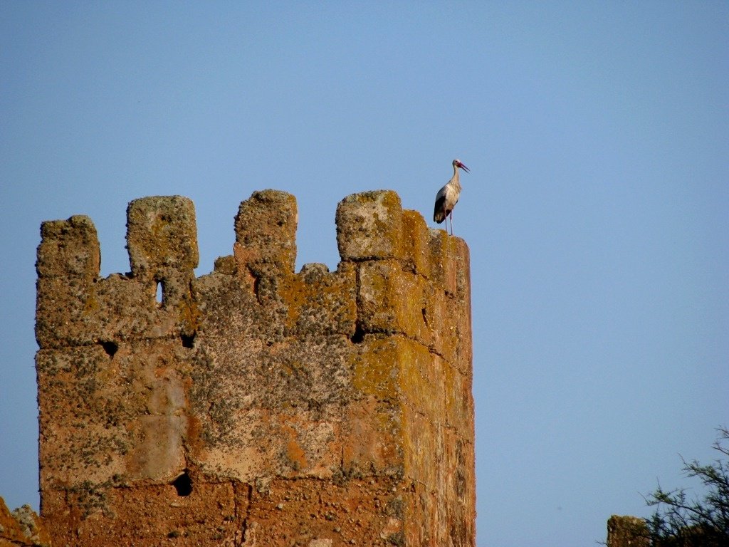 Stork in ruins