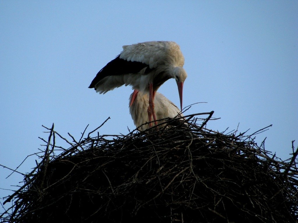 Storks