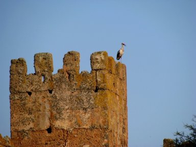 Stork in ruins