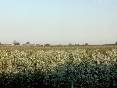 Blooming