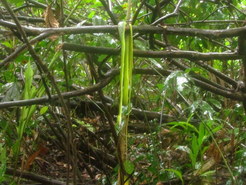 Oriental Whip Snake