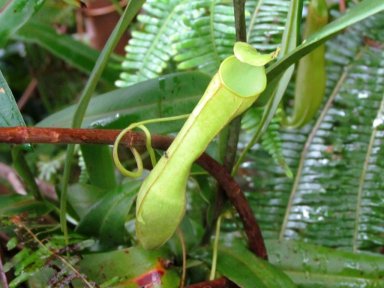 Small pitcher plant
