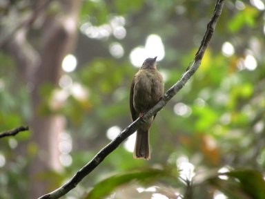 Brown bird