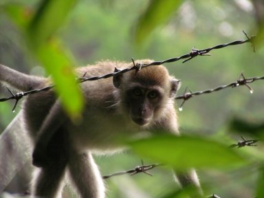 Monkey #3