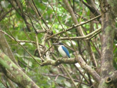 Blue Kingfisher