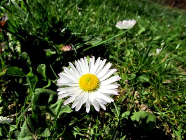 Daisy