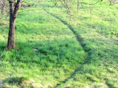 A spring dew on a grassy path