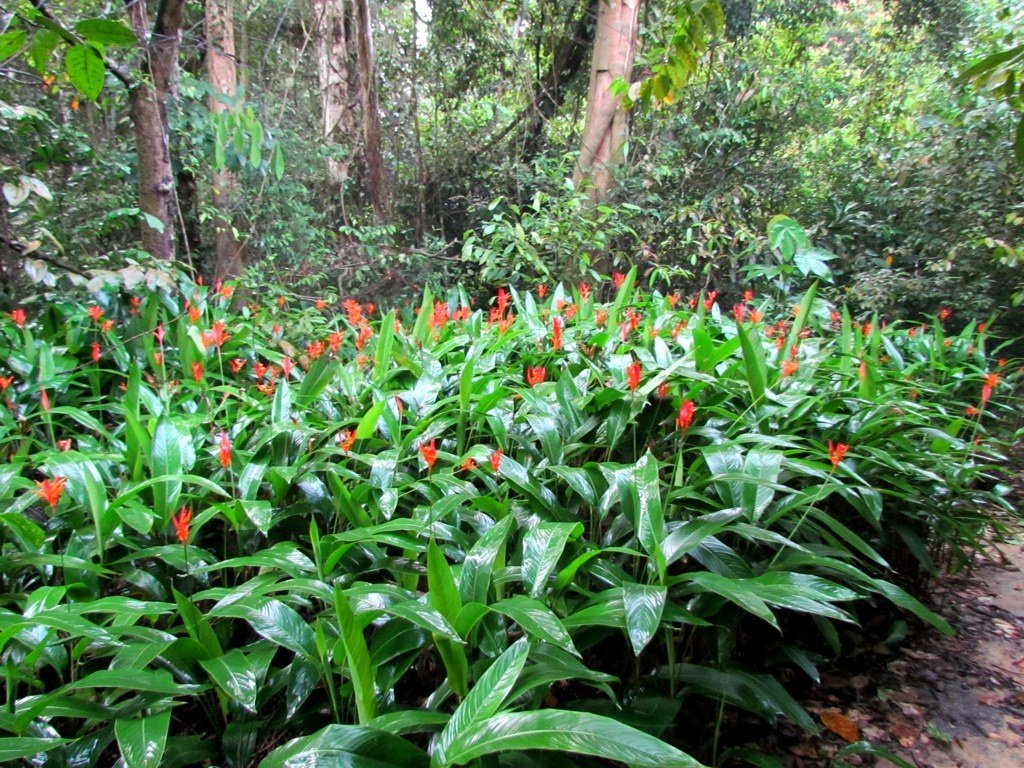 MacRitchie Running path