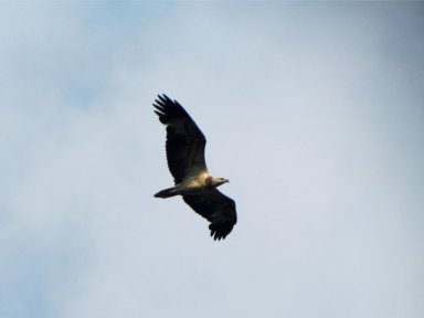 Eagle in MacRitchie
