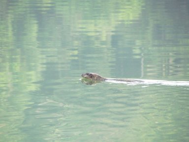 Swimming monitor lizard