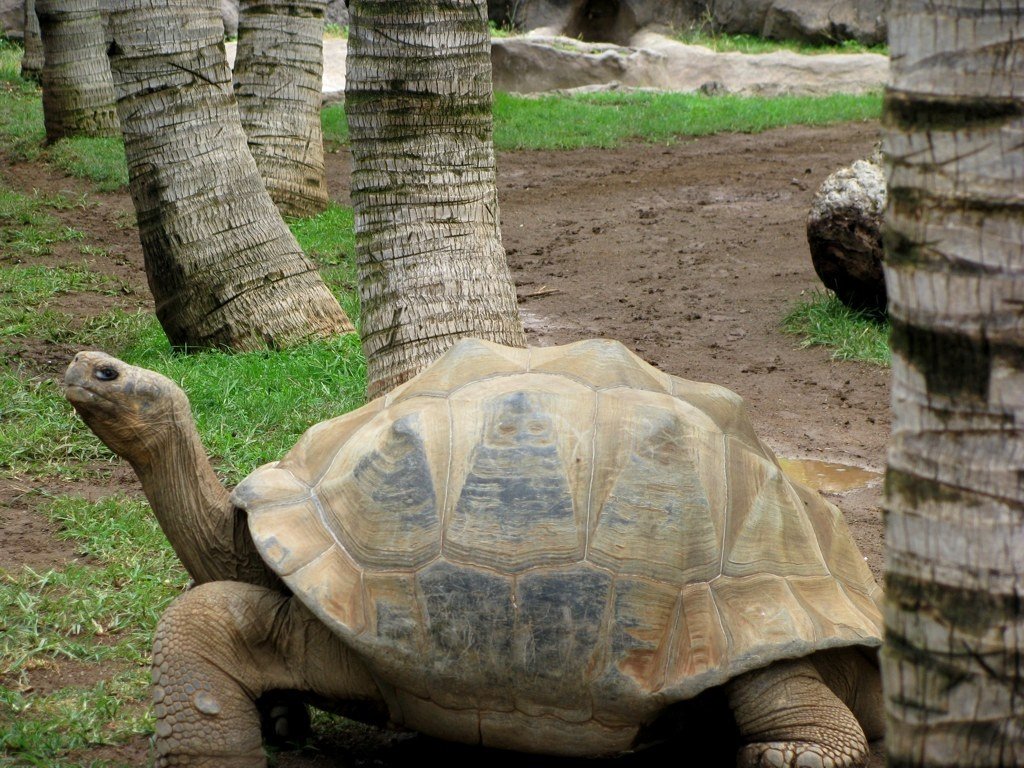 Galapagos tortoise