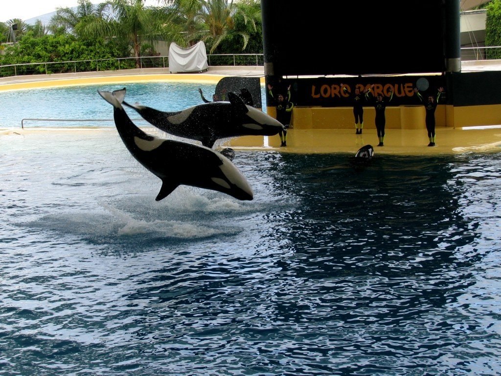 Orca show