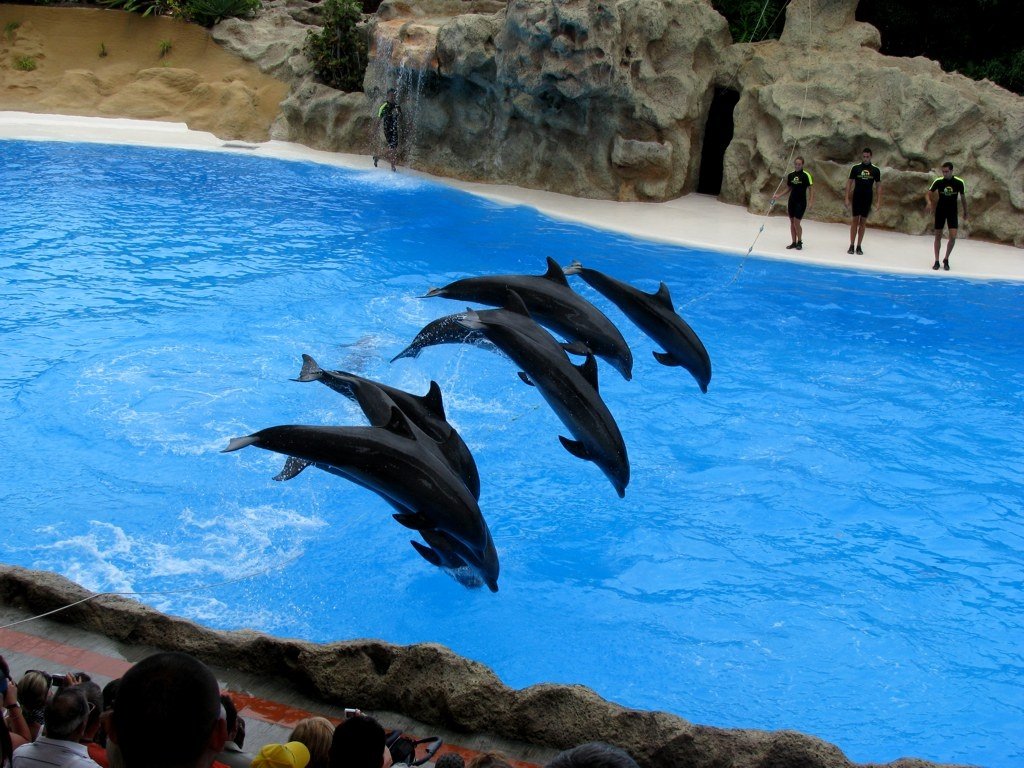 Dolphins show