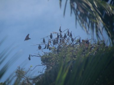 The Bats