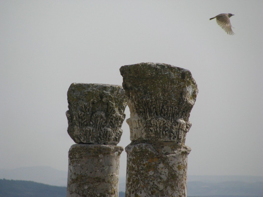 Dougga