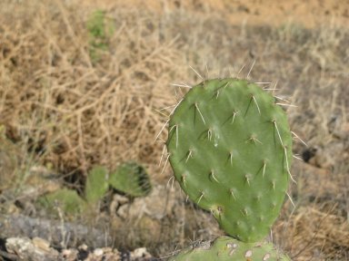 Cactus