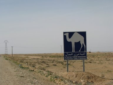 Camel crossing