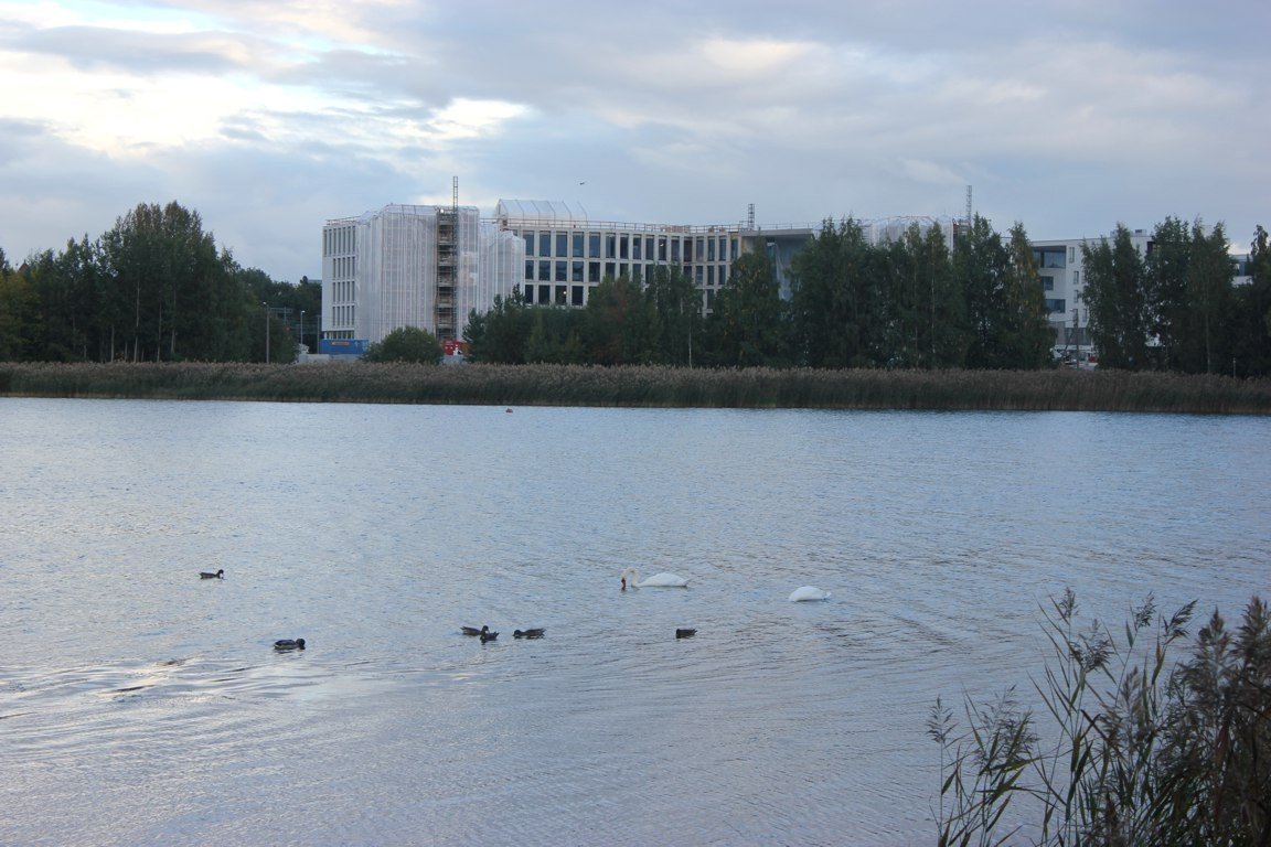 Swans in the bay