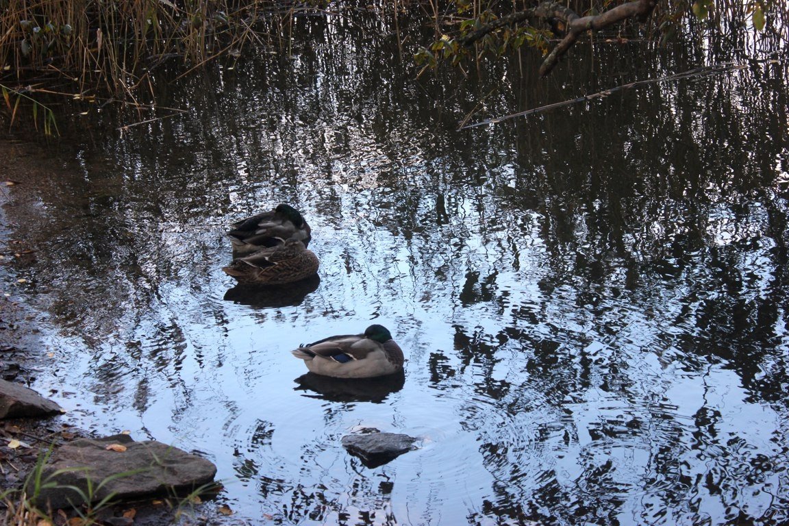 Ducks