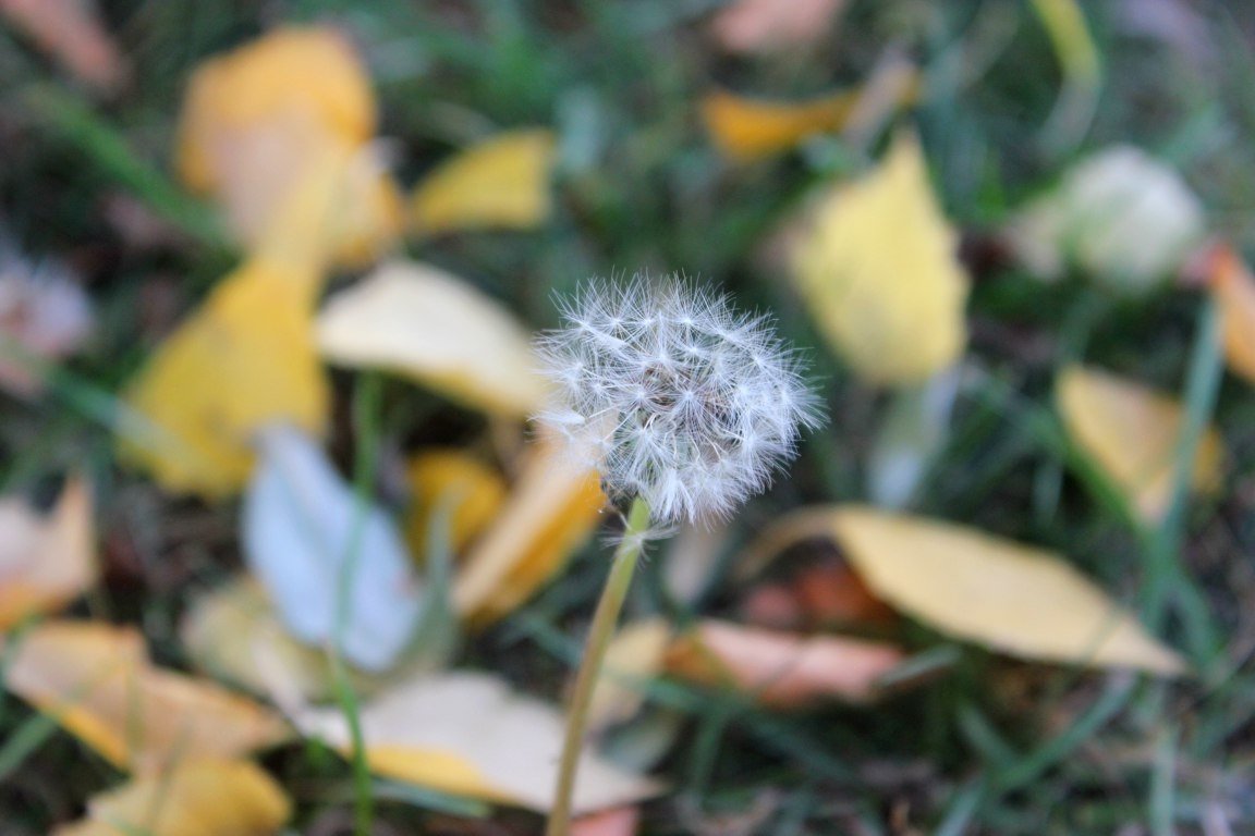 Dandelion