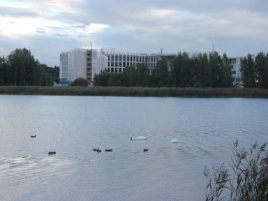 Swans in the bay