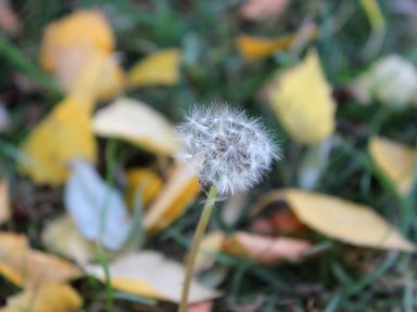 Dandelion