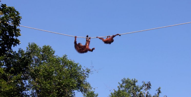 Kuching: Orangutans and Kayaking