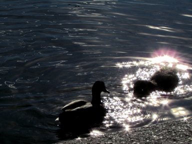 Fairy ducks